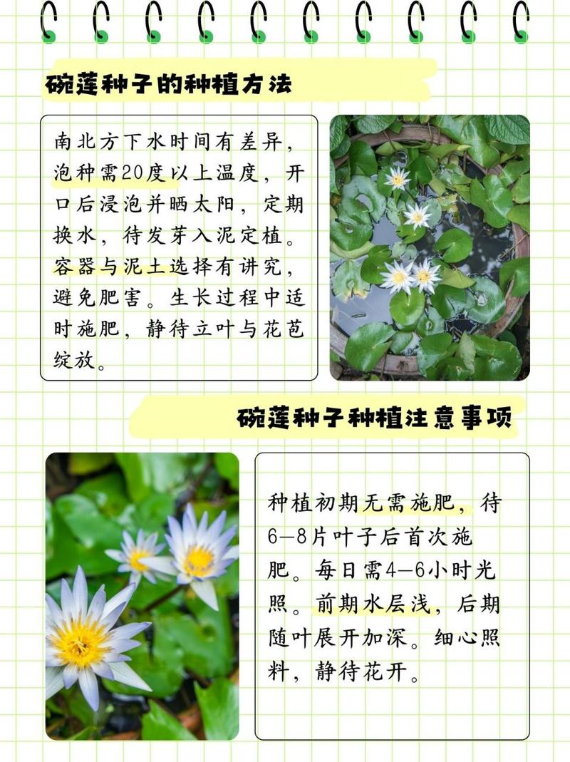 碗莲秋天怎么养(碗莲秋天可以种植吗)-第3张图片-多多自然网 碗莲秋天怎么养(碗莲秋天可以种植吗)-第3张图片-多多自然网