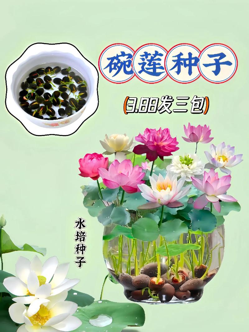 碗莲秋天怎么养(碗莲秋天可以种植吗)-第4张图片-多多自然网 碗莲秋天怎么养(碗莲秋天可以种植吗)-第4张图片-多多自然网