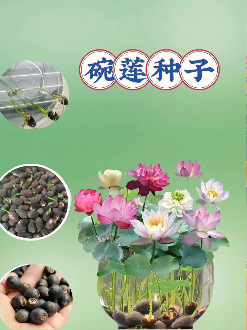 碗莲秋天怎么养(碗莲秋天可以种植吗)-第5张图片-多多自然网 碗莲秋天怎么养(碗莲秋天可以种植吗)-第5张图片-多多自然网