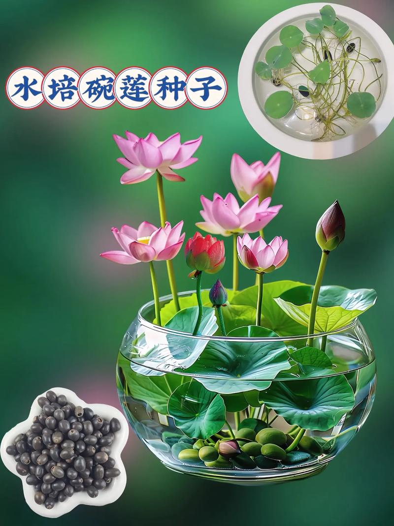 碗莲秋天怎么养(碗莲秋天可以种植吗)-第6张图片-多多自然网 碗莲秋天怎么养(碗莲秋天可以种植吗)-第6张图片-多多自然网