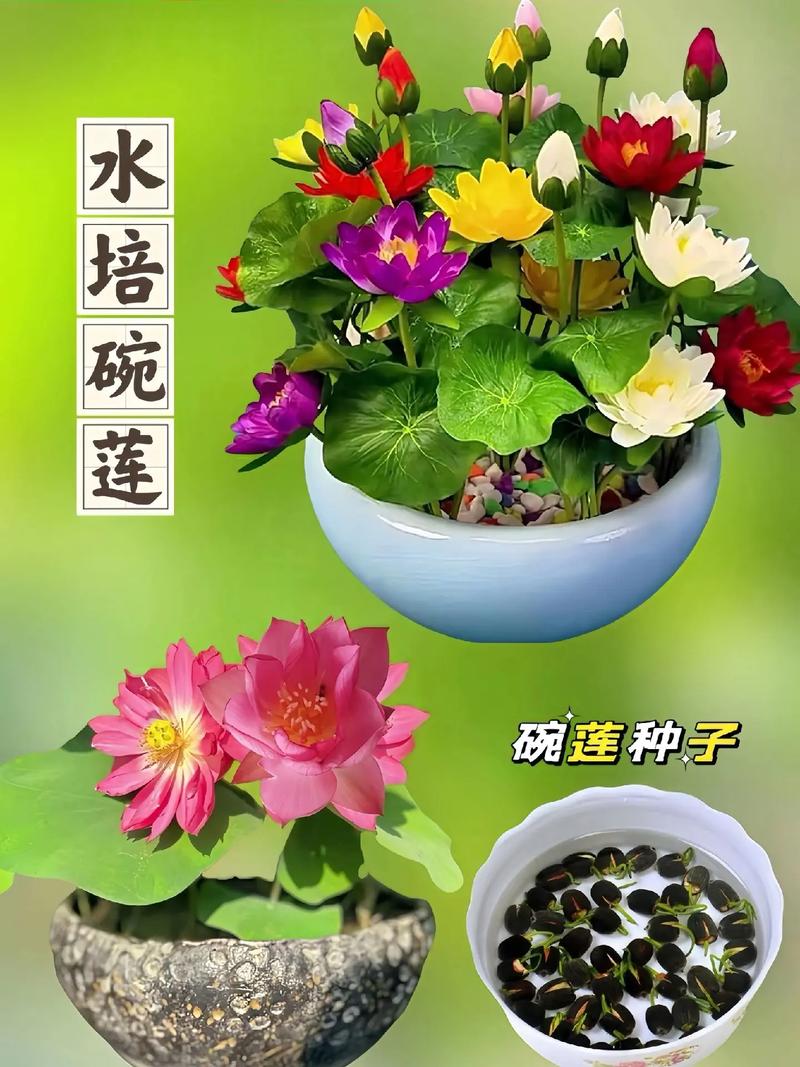 碗莲秋天怎么养(碗莲秋天可以种植吗)-第7张图片-多多自然网 碗莲秋天怎么养(碗莲秋天可以种植吗)-第7张图片-多多自然网