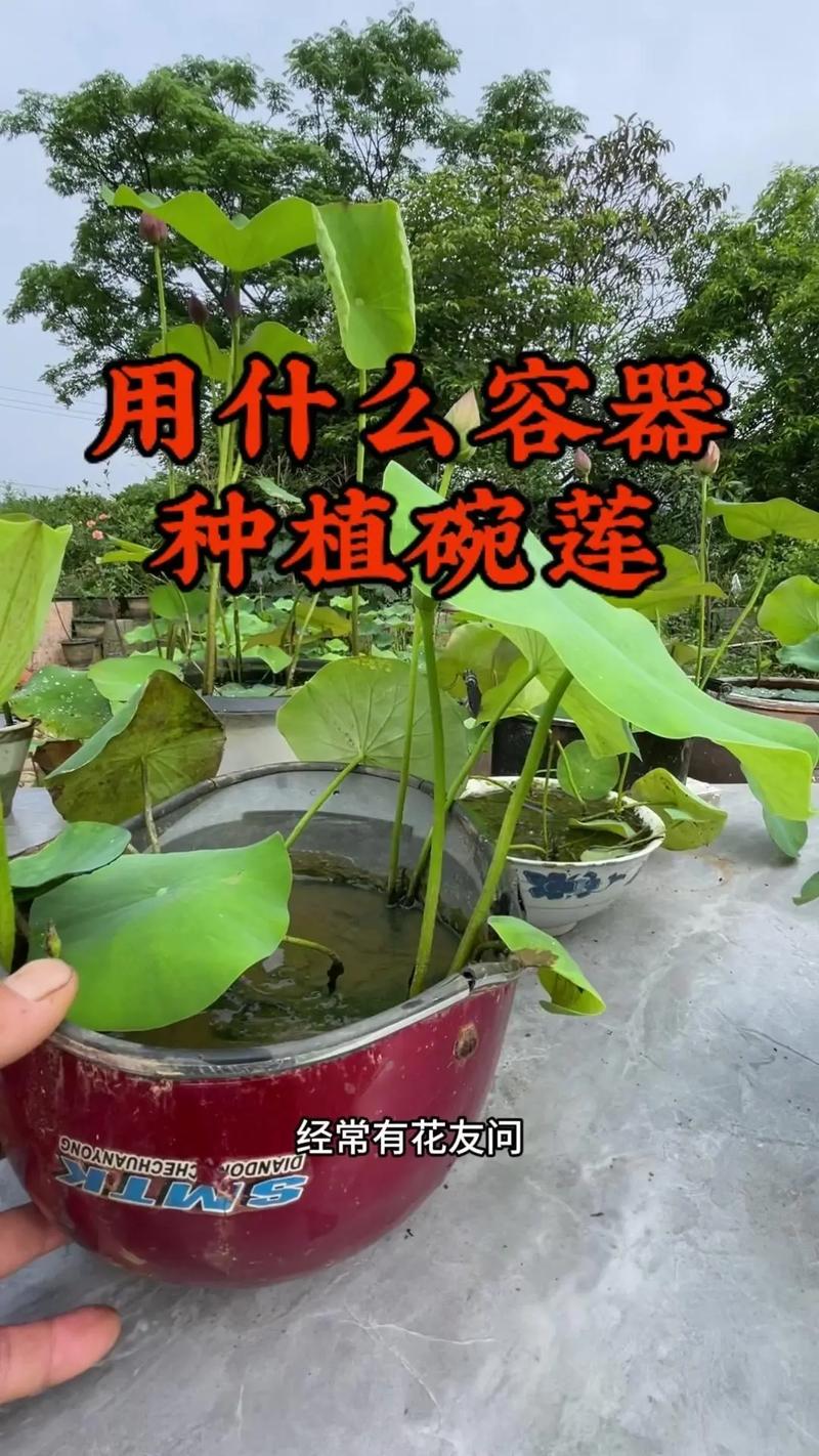 碗莲秋天怎么养(碗莲秋天可以种植吗)-第8张图片-多多自然网 碗莲秋天怎么养(碗莲秋天可以种植吗)-第8张图片-多多自然网
