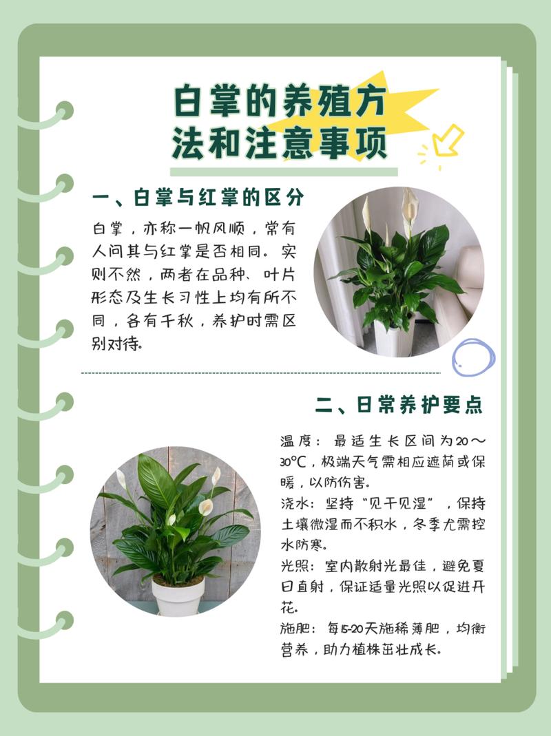 白掌怎么养才能更旺盛(白掌怎么养才能更旺盛小妙招)-第3张图片-多多自然网 白掌怎么养才能更旺盛(白掌怎么养才能更旺盛小妙招)-第3张图片-多多自然网