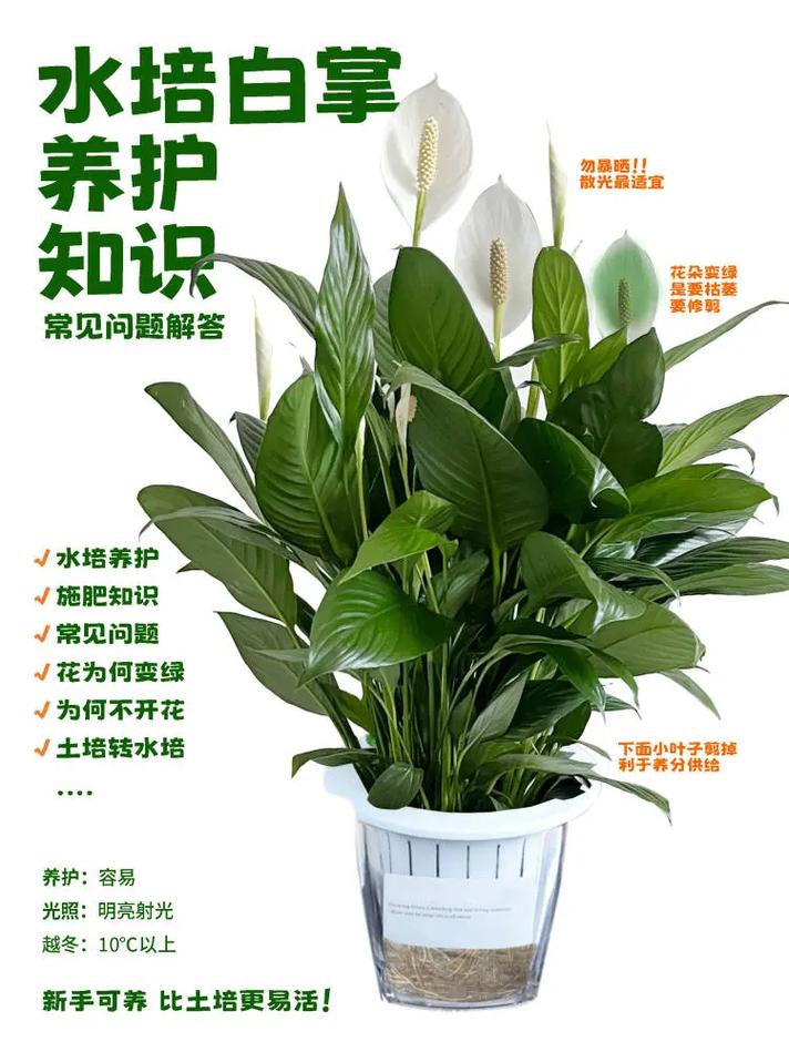 白掌怎么养才能更旺盛(白掌怎么养才能更旺盛小妙招)-第4张图片-多多自然网 白掌怎么养才能更旺盛(白掌怎么养才能更旺盛小妙招)-第4张图片-多多自然网