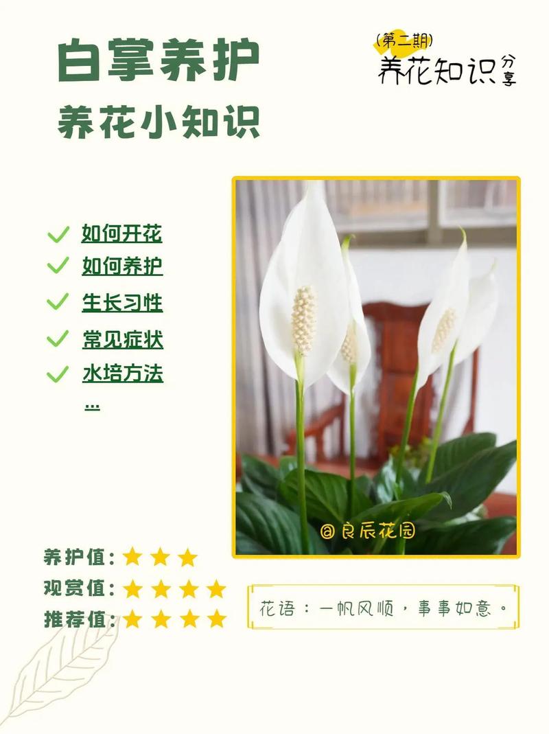 白掌怎么养才能更旺盛(白掌怎么养才能更旺盛小妙招)-第5张图片-多多自然网 白掌怎么养才能更旺盛(白掌怎么养才能更旺盛小妙招)-第5张图片-多多自然网