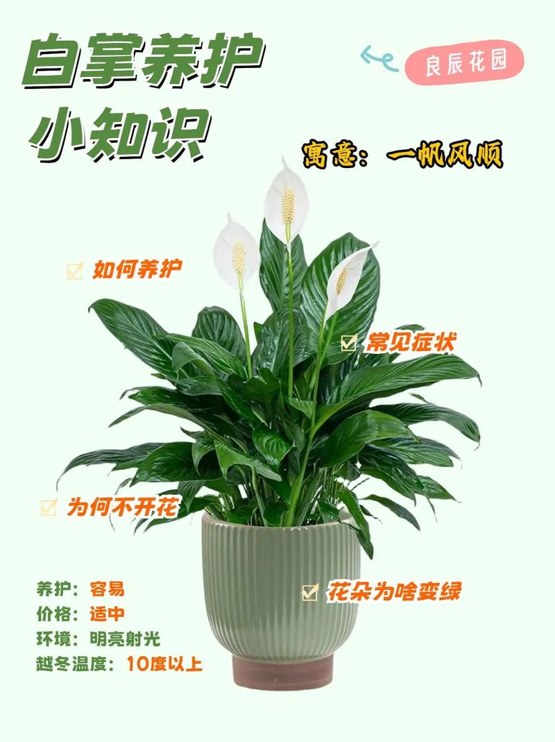 白掌怎么养才能更旺盛(白掌怎么养才能更旺盛小妙招)-第6张图片-多多自然网 白掌怎么养才能更旺盛(白掌怎么养才能更旺盛小妙招)-第6张图片-多多自然网