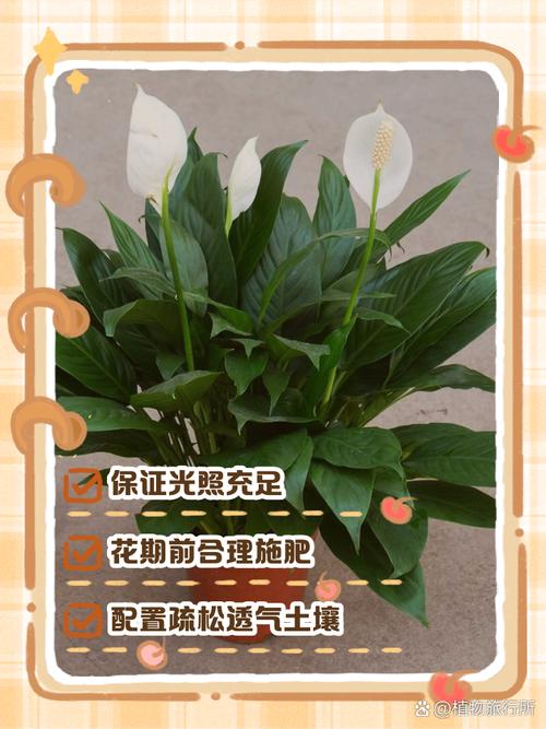 白掌怎么养才能更旺盛(白掌怎么养才能更旺盛小妙招)-第7张图片-多多自然网 白掌怎么养才能更旺盛(白掌怎么养才能更旺盛小妙招)-第7张图片-多多自然网
