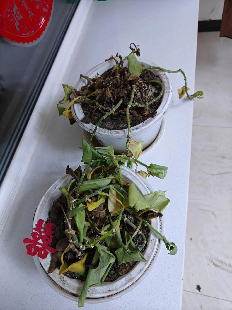 绿萝叶子蔫了还能活吗(绿萝叶子蔫了变软多久缓过来)-第4张图片-多多自然网 绿萝叶子蔫了还能活吗(绿萝叶子蔫了变软多久缓过来)-第4张图片-多多自然网