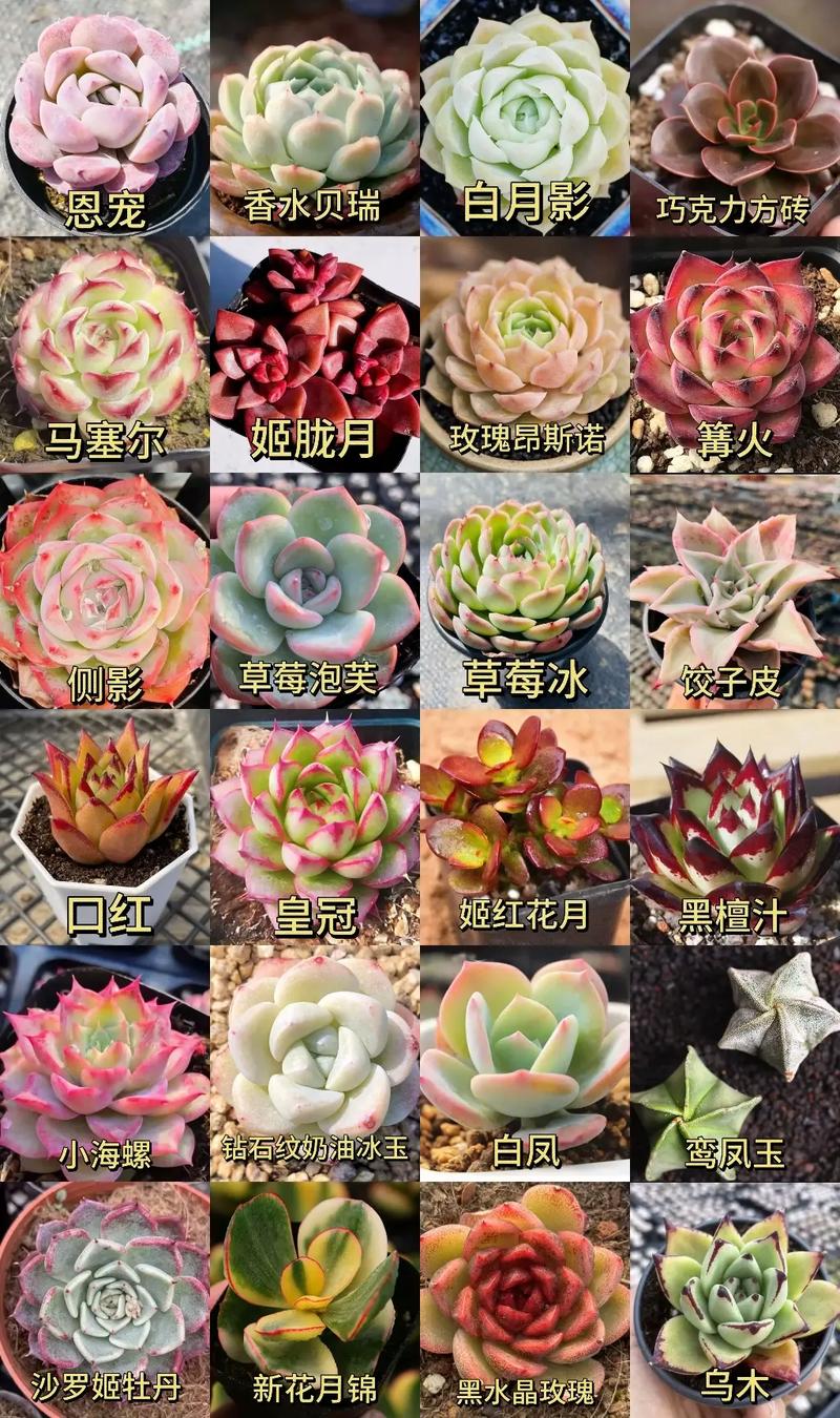 多肉冬天每天应该晒多久太阳(多肉冬天需要多少度)-第1张图片-多多自然网 多肉冬天每天应该晒多久太阳(多肉冬天需要多少度)-第1张图片-多多自然网