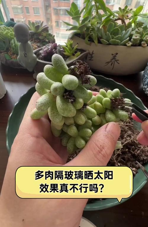 多肉冬天每天应该晒多久太阳(多肉冬天需要多少度)-第2张图片-多多自然网 多肉冬天每天应该晒多久太阳(多肉冬天需要多少度)-第2张图片-多多自然网