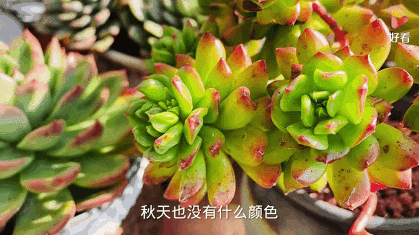多肉冬天每天应该晒多久太阳(多肉冬天需要多少度)-第3张图片-多多自然网 多肉冬天每天应该晒多久太阳(多肉冬天需要多少度)-第3张图片-多多自然网