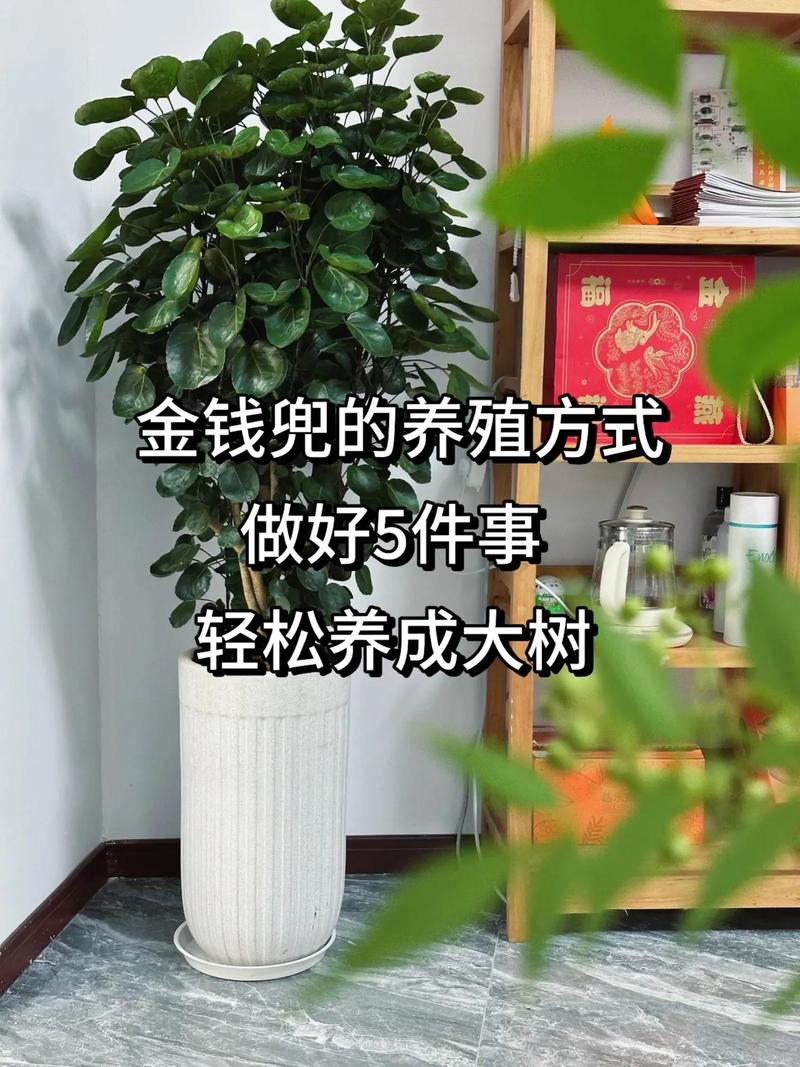 金钱兜的扦插繁殖(金钱兜繁殖方法和注意事项)-第1张图片-多多自然网 金钱兜的扦插繁殖(金钱兜繁殖方法和注意事项)-第1张图片-多多自然网
