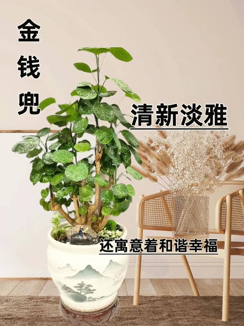 金钱兜的扦插繁殖(金钱兜繁殖方法和注意事项)-第6张图片-多多自然网 金钱兜的扦插繁殖(金钱兜繁殖方法和注意事项)-第6张图片-多多自然网