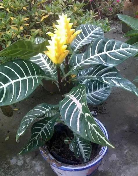 金脉单药花的繁殖方法(金脉单药花的养护)-第4张图片-多多自然网 金脉单药花的繁殖方法(金脉单药花的养护)-第4张图片-多多自然网