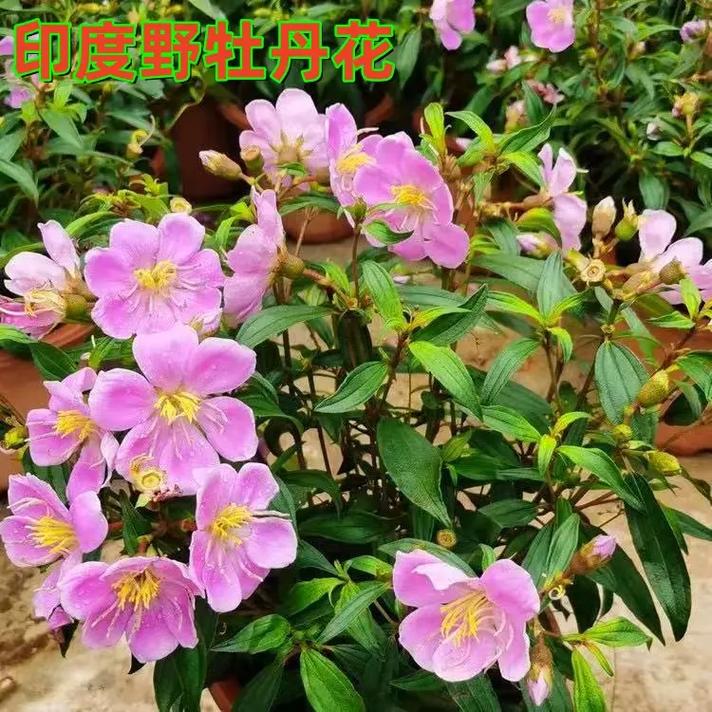 多花野牡丹种子怎么种(野牡丹花期多长时间)-第2张图片-多多自然网 多花野牡丹种子怎么种(野牡丹花期多长时间)-第2张图片-多多自然网