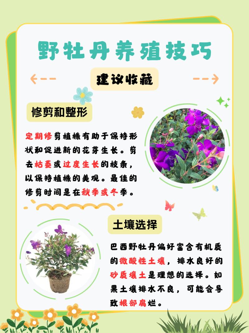 多花野牡丹种子怎么种(野牡丹花期多长时间)-第3张图片-多多自然网 多花野牡丹种子怎么种(野牡丹花期多长时间)-第3张图片-多多自然网