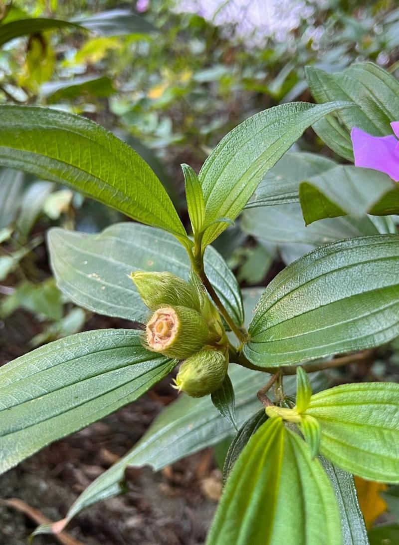 多花野牡丹种子怎么种(野牡丹花期多长时间)-第4张图片-多多自然网 多花野牡丹种子怎么种(野牡丹花期多长时间)-第4张图片-多多自然网