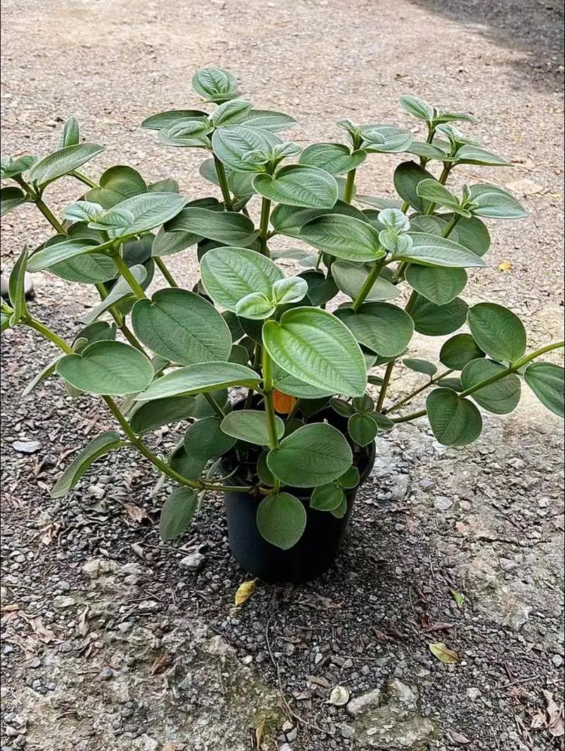 多花野牡丹种子怎么种(野牡丹花期多长时间)-第5张图片-多多自然网 多花野牡丹种子怎么种(野牡丹花期多长时间)-第5张图片-多多自然网