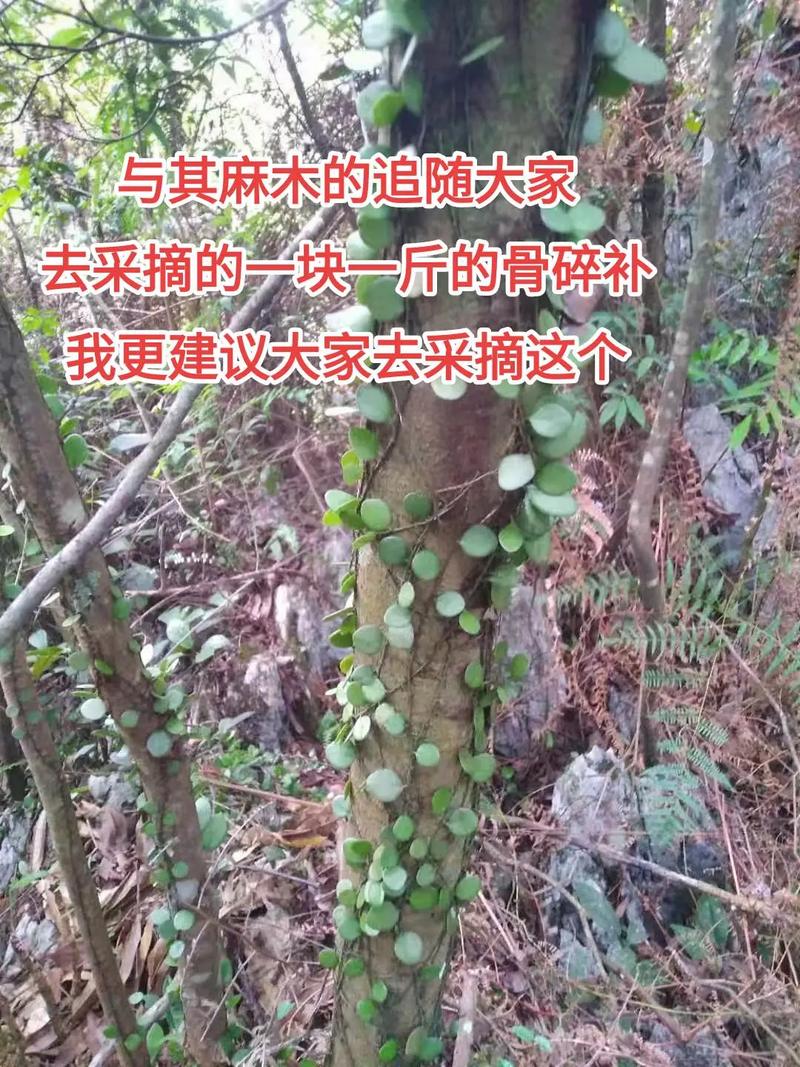云南石莲怎么养(石莲花怎么养)-第2张图片-多多自然网 云南石莲怎么养(石莲花怎么养)-第2张图片-多多自然网