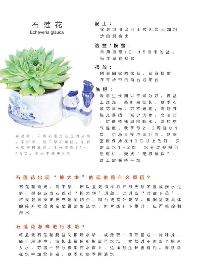 云南石莲怎么养(石莲花怎么养)-第4张图片-多多自然网 云南石莲怎么养(石莲花怎么养)-第4张图片-多多自然网