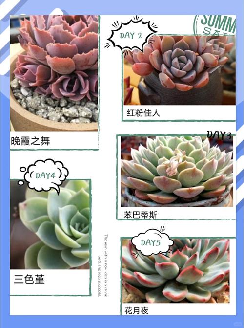 云南石莲怎么养(石莲花怎么养)-第5张图片-多多自然网 云南石莲怎么养(石莲花怎么养)-第5张图片-多多自然网