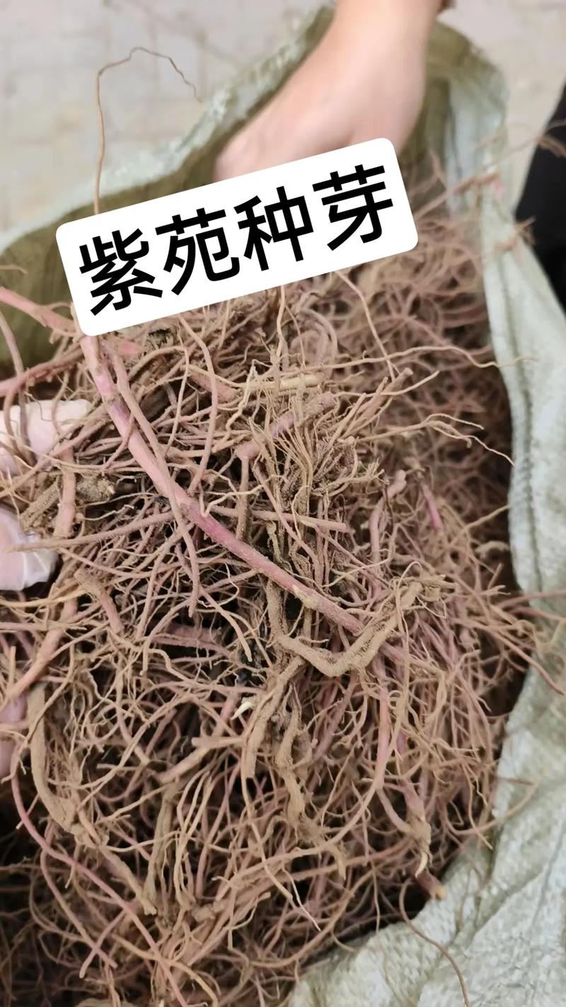 紫菀怎么种植(紫菀怎么种植方法)-第1张图片-多多自然网 紫菀怎么种植(紫菀怎么种植方法)-第1张图片-多多自然网