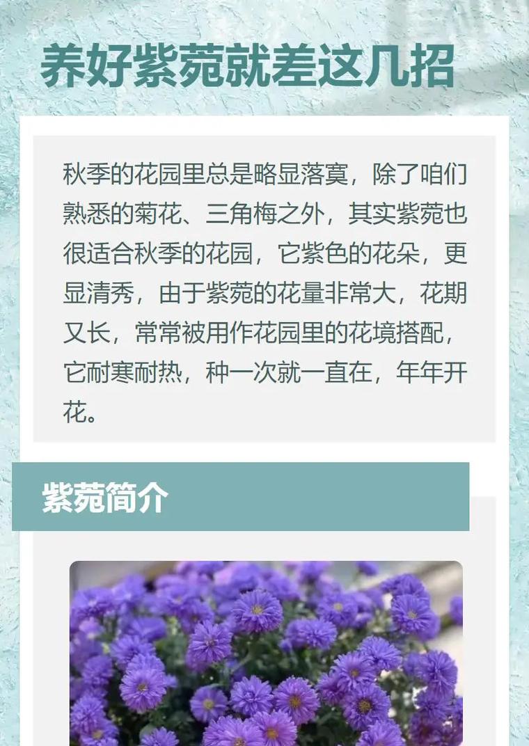紫菀怎么种植(紫菀怎么种植方法)-第3张图片-多多自然网 紫菀怎么种植(紫菀怎么种植方法)-第3张图片-多多自然网