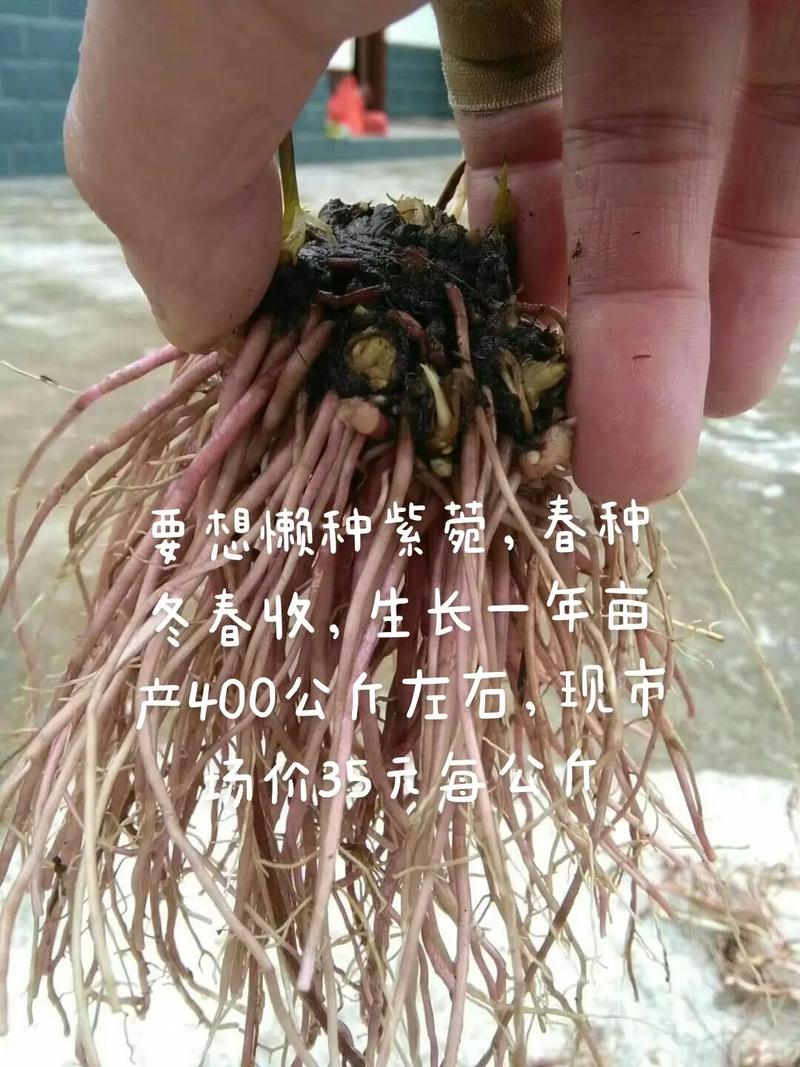 紫菀怎么种植(紫菀怎么种植方法)-第5张图片-多多自然网 紫菀怎么种植(紫菀怎么种植方法)-第5张图片-多多自然网