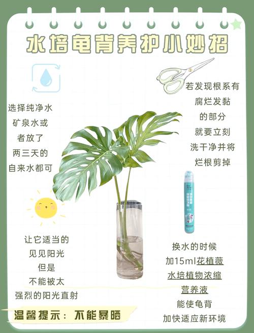 水培龟背竹的养殖方法和注意事项(龟背竹水培最简单三个步骤)-第2张图片-多多自然网 水培龟背竹的养殖方法和注意事项(龟背竹水培最简单三个步骤)-第2张图片-多多自然网