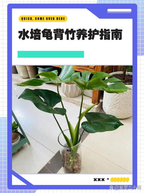 水培龟背竹的养殖方法和注意事项(龟背竹水培最简单三个步骤)-第6张图片-多多自然网 水培龟背竹的养殖方法和注意事项(龟背竹水培最简单三个步骤)-第6张图片-多多自然网