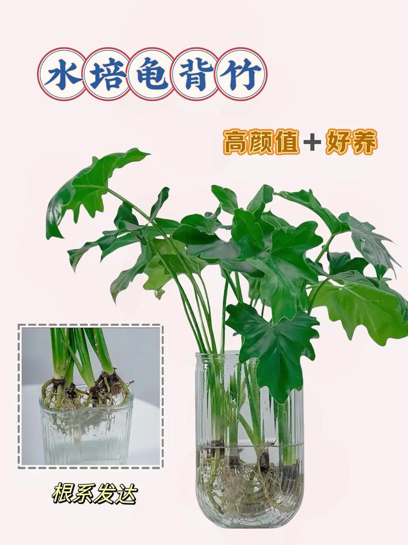 水培龟背竹的养殖方法和注意事项(龟背竹水培最简单三个步骤)-第7张图片-多多自然网 水培龟背竹的养殖方法和注意事项(龟背竹水培最简单三个步骤)-第7张图片-多多自然网