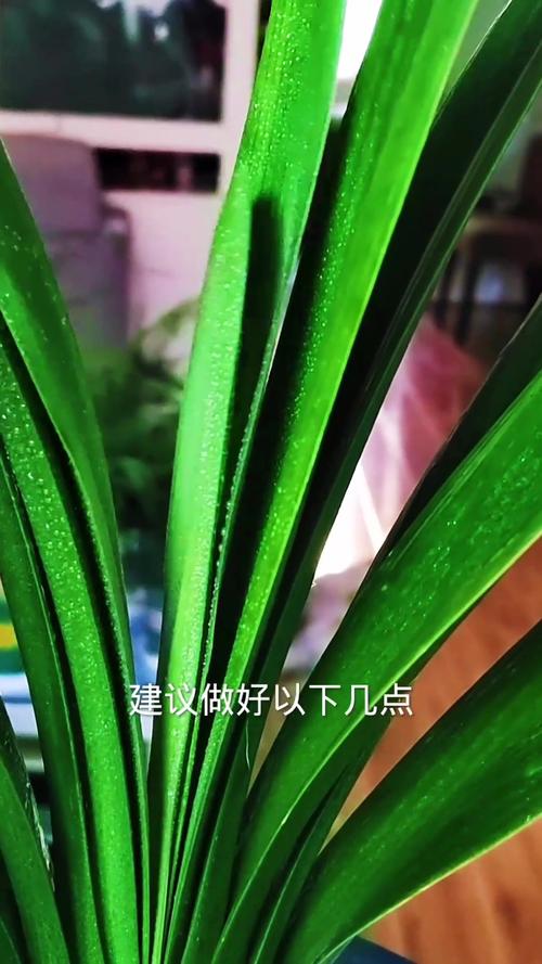 如何让君子兰多长新叶(君子兰如何加速长叶)-第1张图片-多多自然网 如何让君子兰多长新叶(君子兰如何加速长叶)-第1张图片-多多自然网