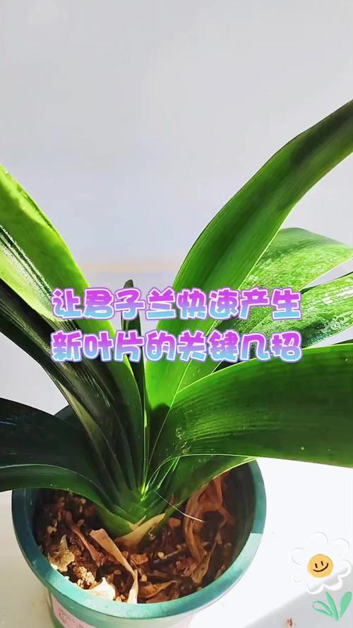 如何让君子兰多长新叶(君子兰如何加速长叶)-第2张图片-多多自然网 如何让君子兰多长新叶(君子兰如何加速长叶)-第2张图片-多多自然网