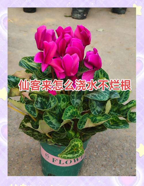 仙客来多久浇一次水(仙客来第二年还会活吗)-第1张图片-多多自然网 仙客来多久浇一次水(仙客来第二年还会活吗)-第1张图片-多多自然网