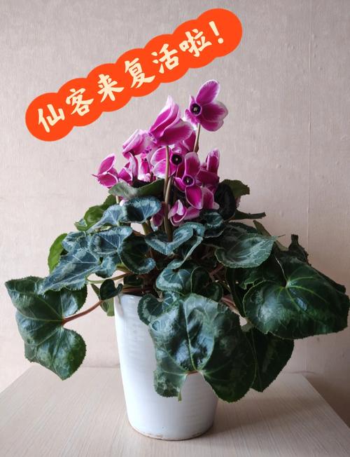 仙客来多久浇一次水(仙客来第二年还会活吗)-第3张图片-多多自然网 仙客来多久浇一次水(仙客来第二年还会活吗)-第3张图片-多多自然网