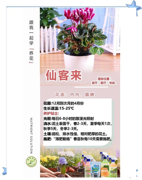 仙客来多久浇一次水(仙客来第二年还会活吗)-第4张图片-多多自然网 仙客来多久浇一次水(仙客来第二年还会活吗)-第4张图片-多多自然网