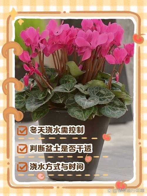 仙客来多久浇一次水(仙客来第二年还会活吗)-第5张图片-多多自然网 仙客来多久浇一次水(仙客来第二年还会活吗)-第5张图片-多多自然网