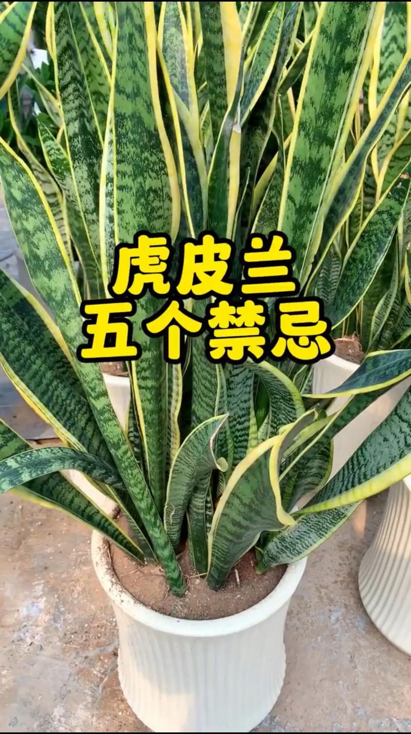 虎皮兰多久浇一次水(新栽的虎皮兰多久浇一次水)-第3张图片-多多自然网 虎皮兰多久浇一次水(新栽的虎皮兰多久浇一次水)-第3张图片-多多自然网