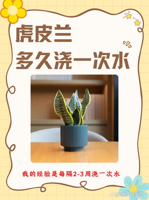 虎皮兰多久浇一次水(新栽的虎皮兰多久浇一次水)-第6张图片-多多自然网 虎皮兰多久浇一次水(新栽的虎皮兰多久浇一次水)-第6张图片-多多自然网