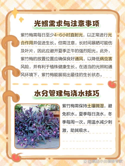 紫竹梅怎么浇水(紫竹梅浇水的害处)-第2张图片-多多自然网 紫竹梅怎么浇水(紫竹梅浇水的害处)-第2张图片-多多自然网