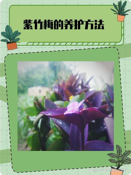 紫竹梅怎么浇水(紫竹梅浇水的害处)-第3张图片-多多自然网 紫竹梅怎么浇水(紫竹梅浇水的害处)-第3张图片-多多自然网