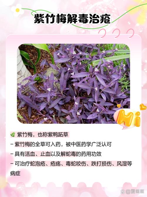 紫竹梅怎么浇水(紫竹梅浇水的害处)-第4张图片-多多自然网 紫竹梅怎么浇水(紫竹梅浇水的害处)-第4张图片-多多自然网