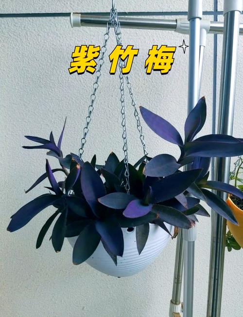 紫竹梅怎么浇水(紫竹梅浇水的害处)-第5张图片-多多自然网 紫竹梅怎么浇水(紫竹梅浇水的害处)-第5张图片-多多自然网