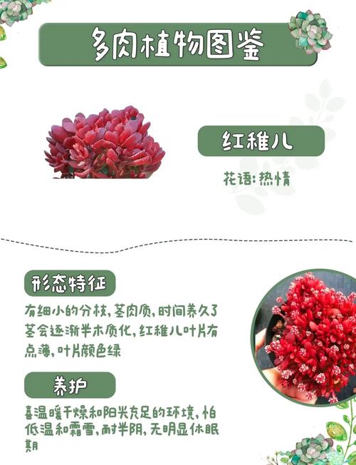 红稚儿的繁殖方法(红稚儿怎么养)-第1张图片-多多自然网 红稚儿的繁殖方法(红稚儿怎么养)-第1张图片-多多自然网