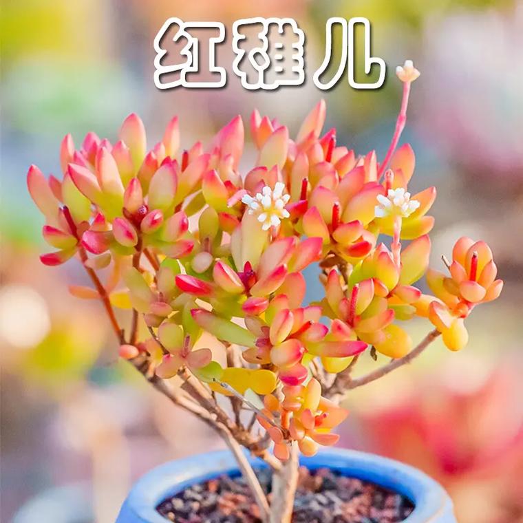 红稚儿的繁殖方法(红稚儿怎么养)-第4张图片-多多自然网 红稚儿的繁殖方法(红稚儿怎么养)-第4张图片-多多自然网