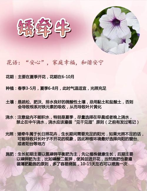 矮牵牛怎样才能爆盆(矮牵牛盆栽播种繁殖要点)-第1张图片-多多自然网 矮牵牛怎样才能爆盆(矮牵牛盆栽播种繁殖要点)-第1张图片-多多自然网