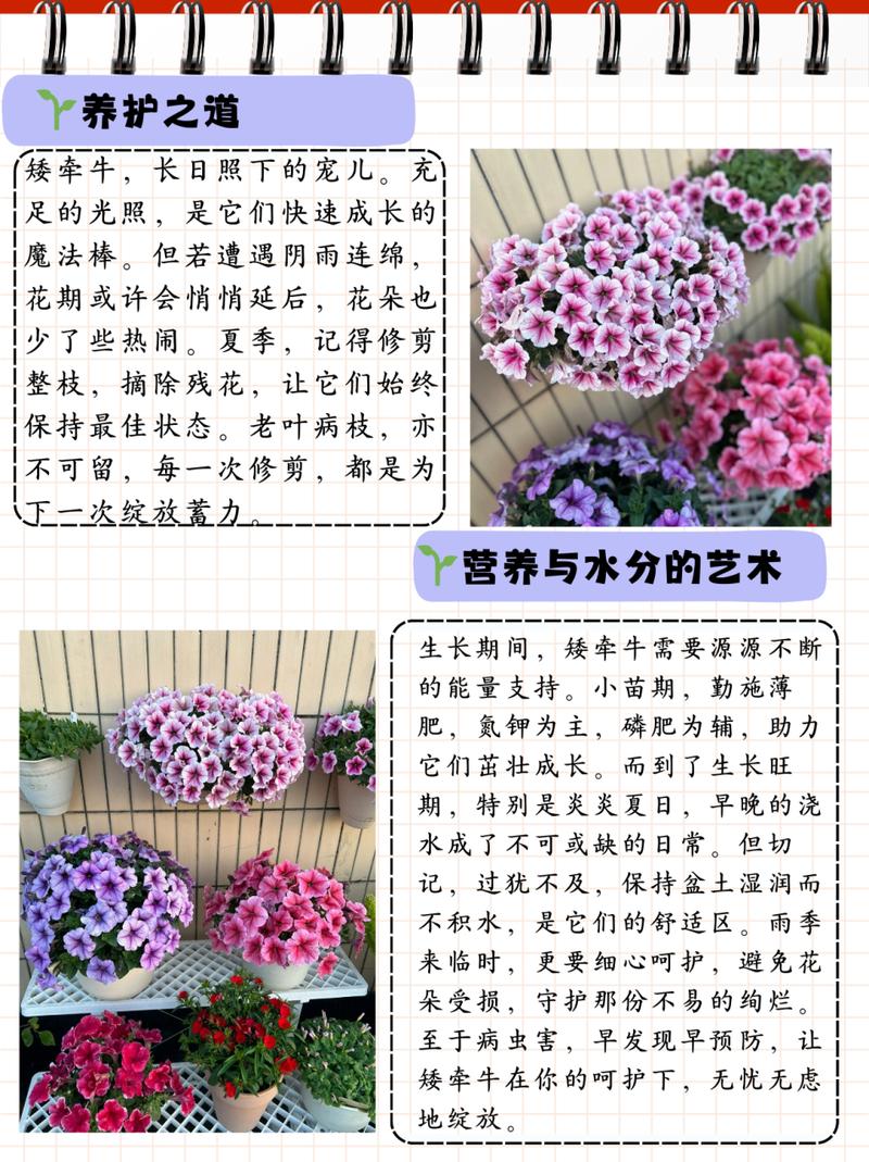 矮牵牛怎样才能爆盆(矮牵牛盆栽播种繁殖要点)-第2张图片-多多自然网 矮牵牛怎样才能爆盆(矮牵牛盆栽播种繁殖要点)-第2张图片-多多自然网