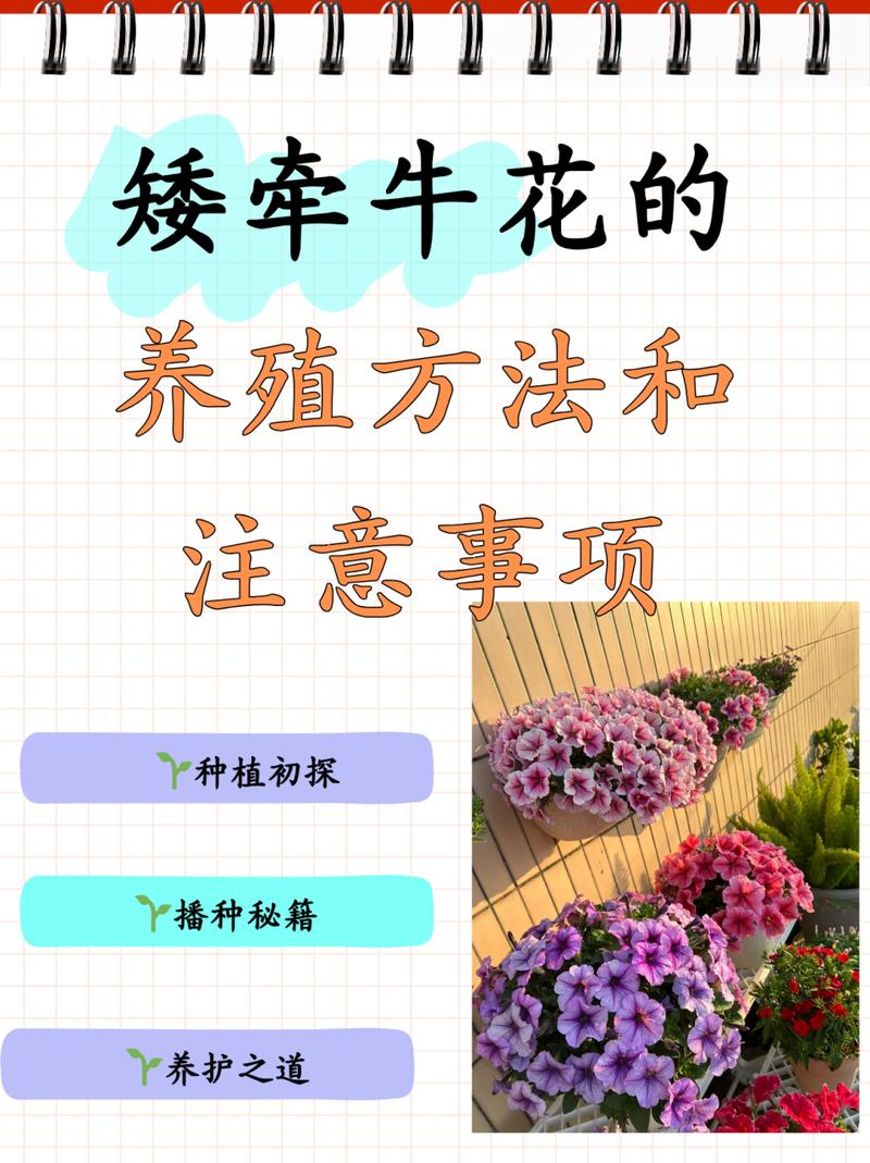 矮牵牛怎样才能爆盆(矮牵牛盆栽播种繁殖要点)-第3张图片-多多自然网 矮牵牛怎样才能爆盆(矮牵牛盆栽播种繁殖要点)-第3张图片-多多自然网