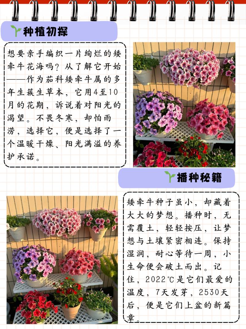 矮牵牛怎样才能爆盆(矮牵牛盆栽播种繁殖要点)-第5张图片-多多自然网 矮牵牛怎样才能爆盆(矮牵牛盆栽播种繁殖要点)-第5张图片-多多自然网