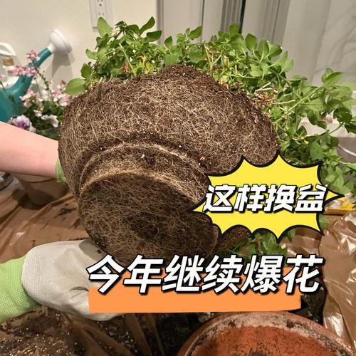 矮牵牛怎样才能爆盆(矮牵牛盆栽播种繁殖要点)-第6张图片-多多自然网 矮牵牛怎样才能爆盆(矮牵牛盆栽播种繁殖要点)-第6张图片-多多自然网